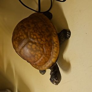 Meyda Turle Lamp